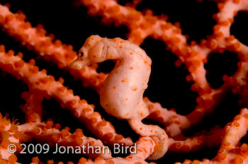 Pygmy Seahorse [Hippocampus bargibanti]