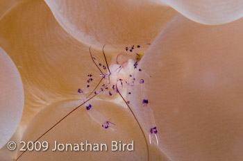 Cleaner Shrimp [Periclimenes holthuisi]