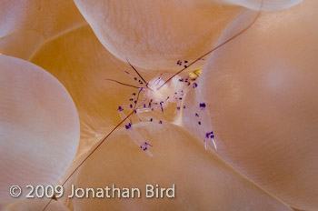 Cleaner Shrimp [Periclimenes holthuisi]