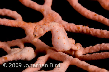 Pygmy Seahorse [Hippocampus bargibanti]