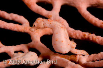 Pygmy Seahorse [Hippocampus bargibanti]