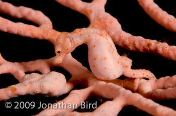 Pygmy Seahorse [Hippocampus bargibanti]