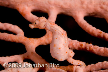 Pygmy Seahorse [Hippocampus bargibanti]