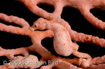 Pygmy Seahorse [Hippocampus bargibanti]