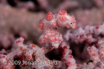 Pygmy Seahorse [Hippocampus bargibanti]