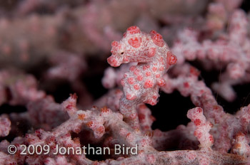 Pygmy Seahorse [Hippocampus bargibanti]