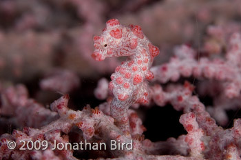Pygmy Seahorse [Hippocampus bargibanti]