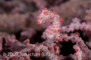 Pygmy Seahorse [Hippocampus bargibanti]