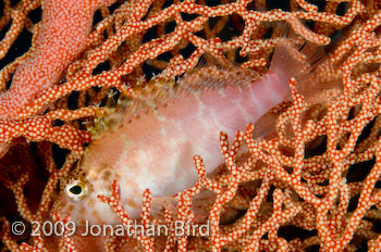 Threadfin Hawkfish [Cirrhitichthys aprinus]