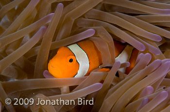 False-clown Anemonefish [Amphiprion ocellaris]