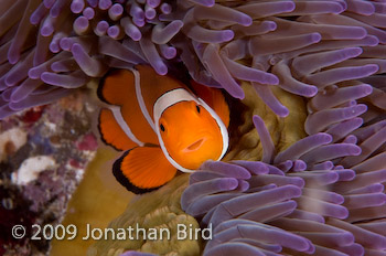 False-clown Anemonefish [Amphiprion ocellaris]