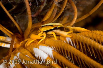 Crinoid Squat lobster [Allogalathea elegans]