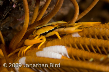 Crinoid Squat lobster [Allogalathea elegans]