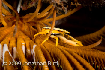 Crinoid Squat lobster [Allogalathea elegans]