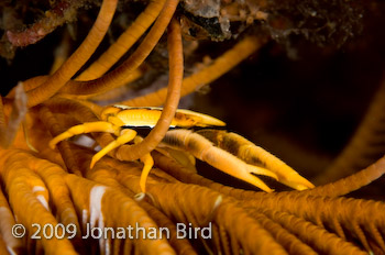 Crinoid Squat lobster [Allogalathea elegans]