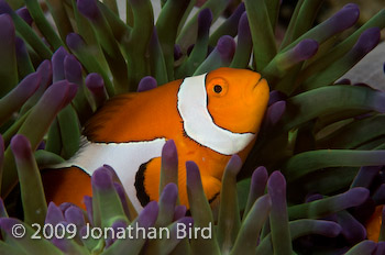 False-clown Anemonefish [Amphiprion ocellaris]