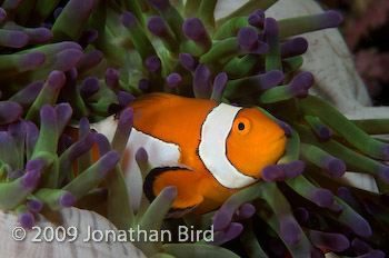 False-clown Anemonefish [Amphiprion ocellaris]