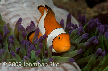 False-clown Anemonefish [Amphiprion ocellaris]