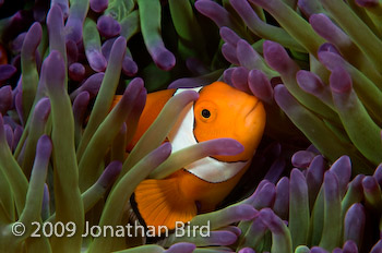 False-clown Anemonefish [Amphiprion ocellaris]