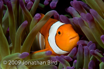False-clown Anemonefish [Amphiprion ocellaris]