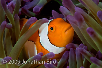 False-clown Anemonefish [Amphiprion ocellaris]