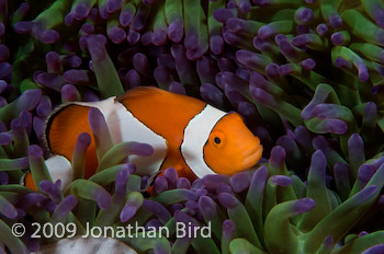 False-clown Anemonefish [Amphiprion ocellaris]