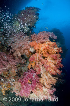 Coral Reef [--]