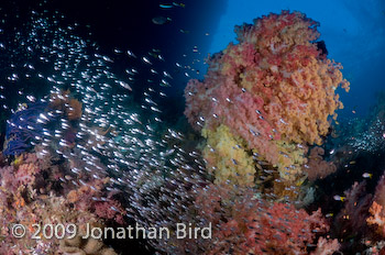 Coral Reef [--]