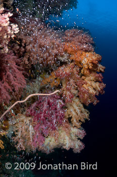 Coral Reef [--]