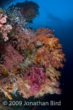 Coral Reef [--]