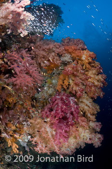 Coral Reef [--]