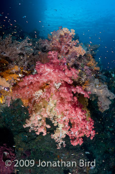 Coral Reef [--]