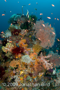 Coral Reef [--]