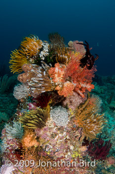 Coral Reef [--]