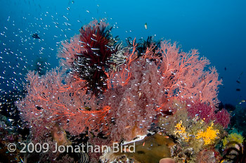 Coral Reef [--]