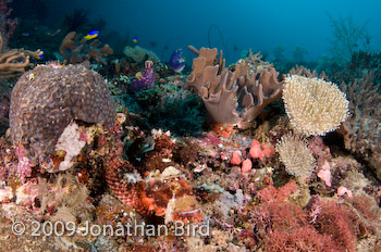  Scorpionfish [--]