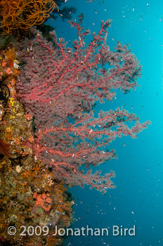  Sea fan [--]