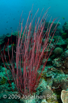  Gorgonian [--]