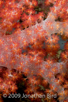 soft Coral [--]