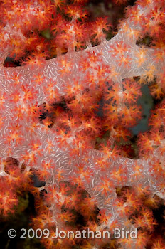 soft Coral [--]