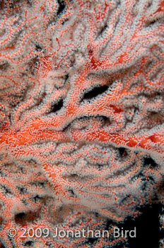  Sea fan [--]