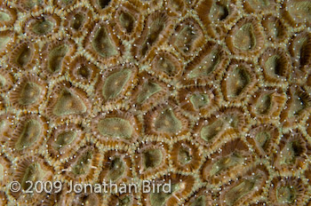 coral Polyp [--]