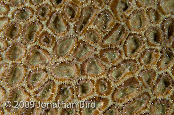coral Polyp [--]