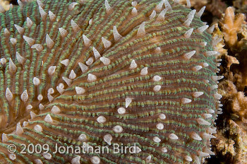 Mushroom Coral [--]