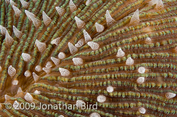 Mushroom Coral [--]