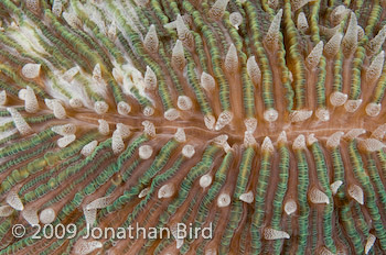 Mushroom Coral [--]