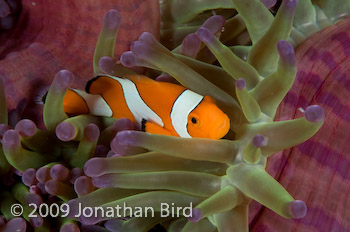 False-clown Anemonefish [Amphiprion ocellaris]