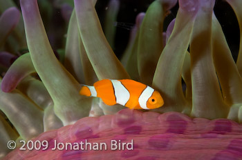 False-clown Anemonefish [Amphiprion ocellaris]