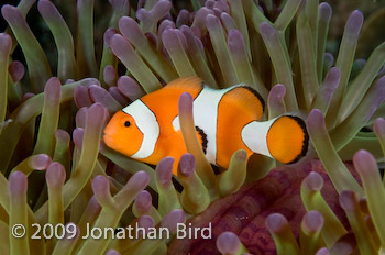 False-clown Anemonefish [Amphiprion ocellaris]