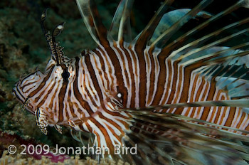 Common Lionfish [Pterois volitans]